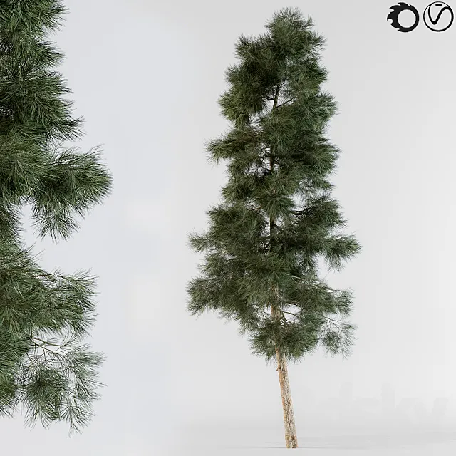 Pine tree 3DModel