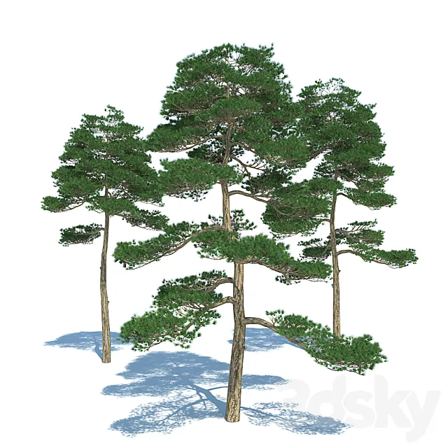 Pine tree - set 3 3D Model