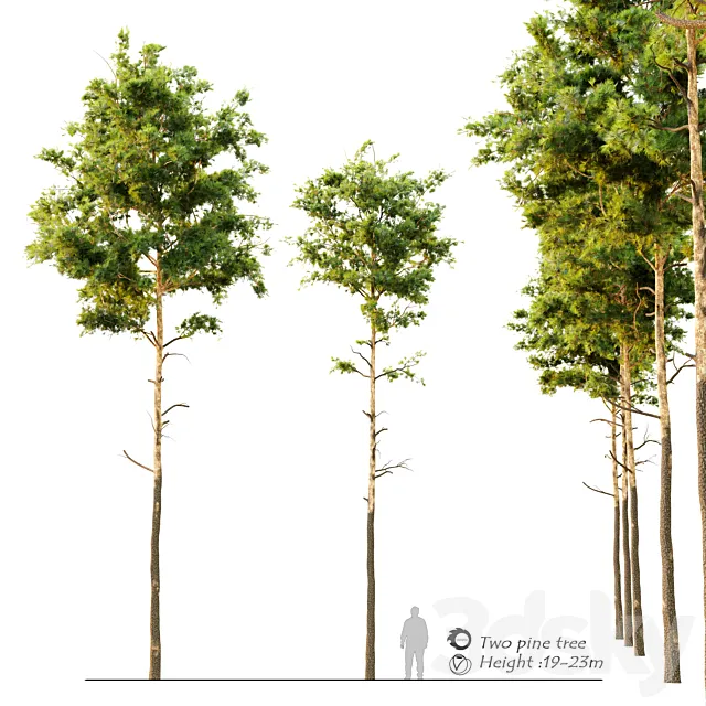 Pine tree_9 3DModel
