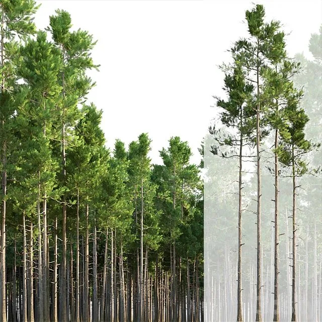 Pine trees 3D Model