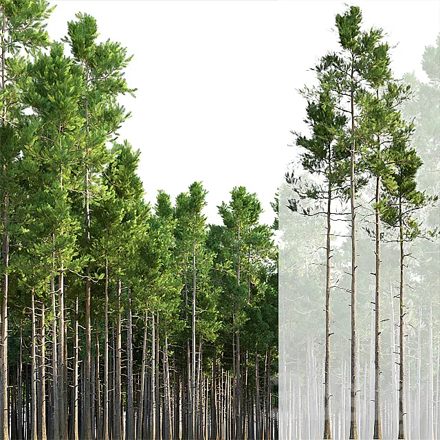 Pine trees 3DModel