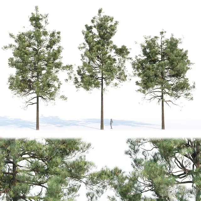 pine trees collection vol 11 3D Model