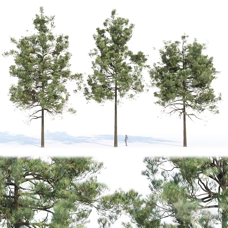 pine trees collection vol 11 3D Model Free