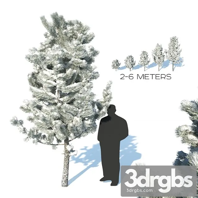 Pine Trees In The Snow 3D Model Free