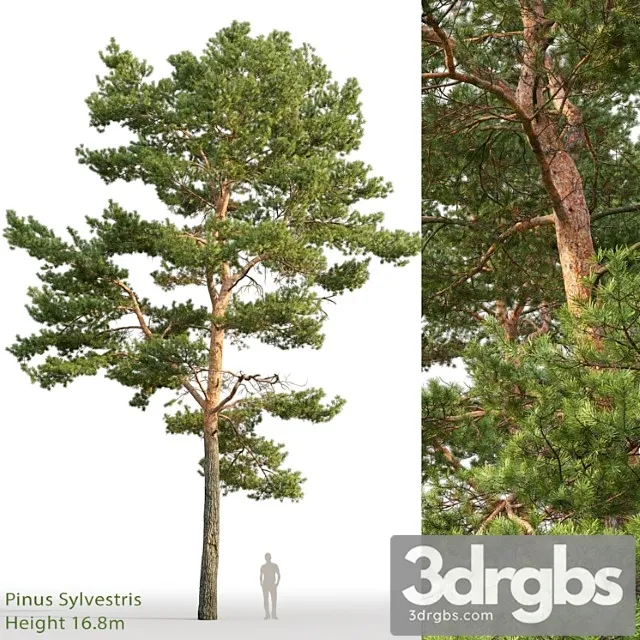 Pine_1_3