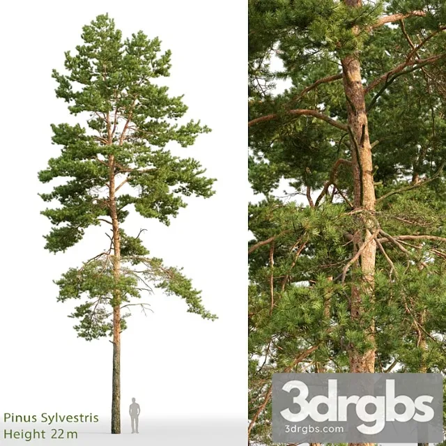 Pine_2_4