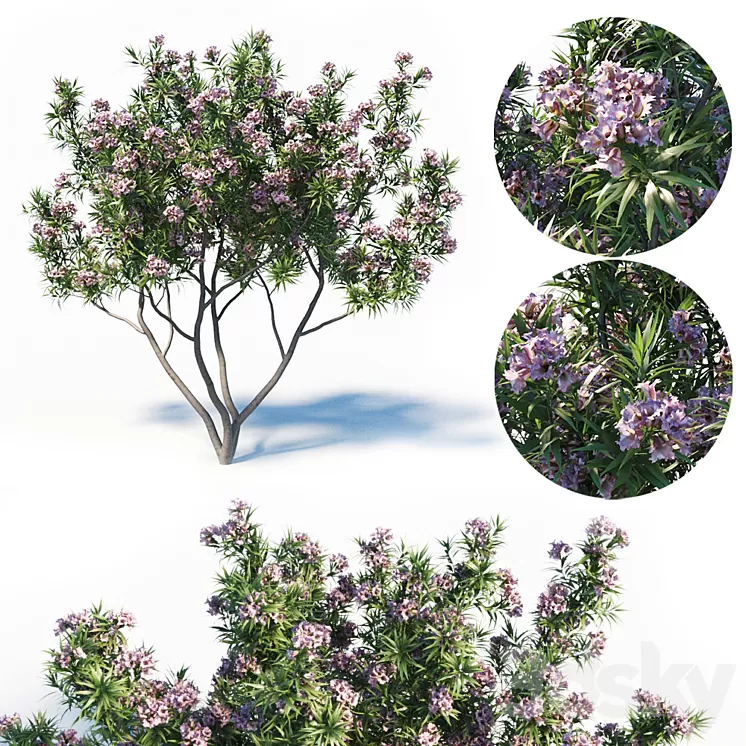 Pink Dawn Tree (Chitalpa Tashkentensis) 3D Model