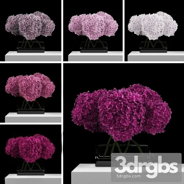 Pink Hydrangeas 3D Model Free