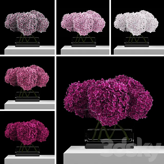 Pink hydrangeas 3D Model