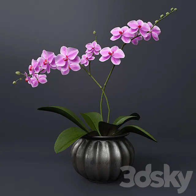 Pink orchid 3D Model