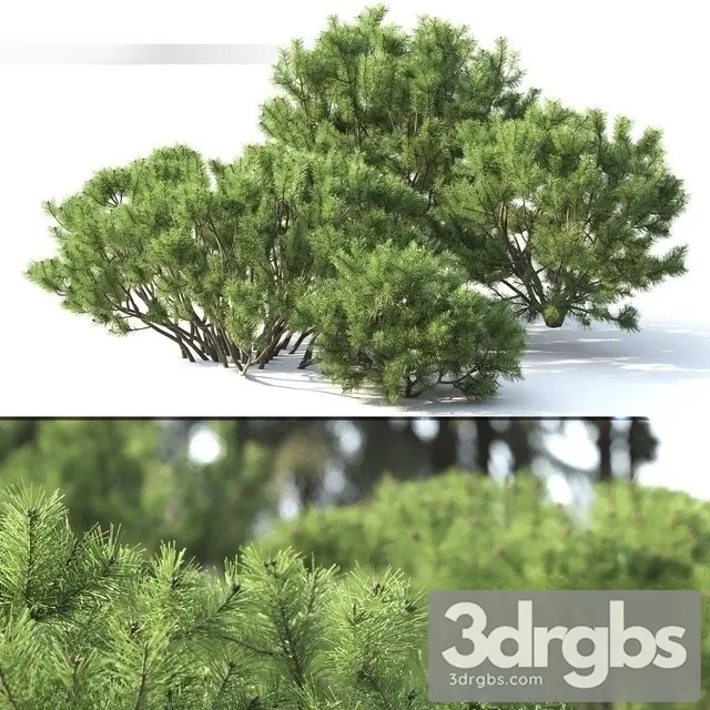 Pinus Mugo 2 3D Model Free