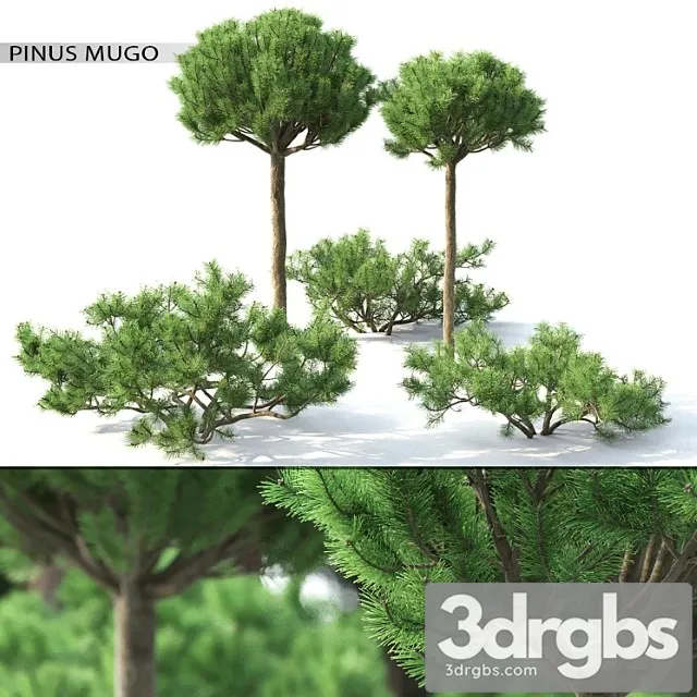 Pinus Mugo 3 3D Model Free