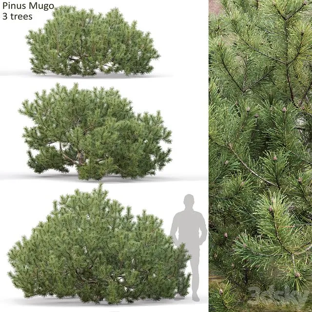 Pinus mugo 3 tree 3D Model