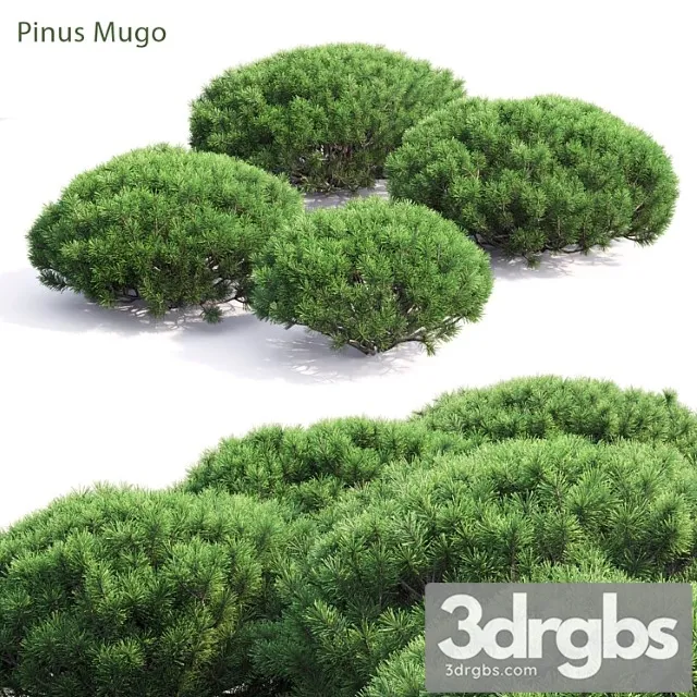 Pinus Mugo 3D Model Free