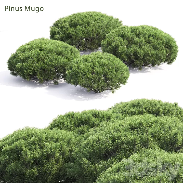Pinus Mugo 3D Model