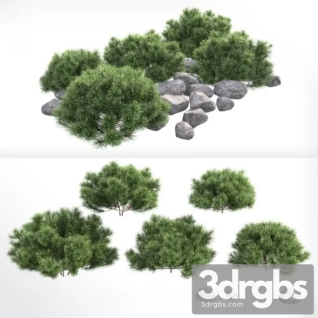 Pinus Mugo Pumilio 3D Model Free