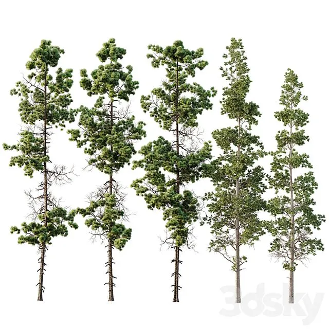 Pinus Palustris and Sphaeropteris Lepifera 3D Model