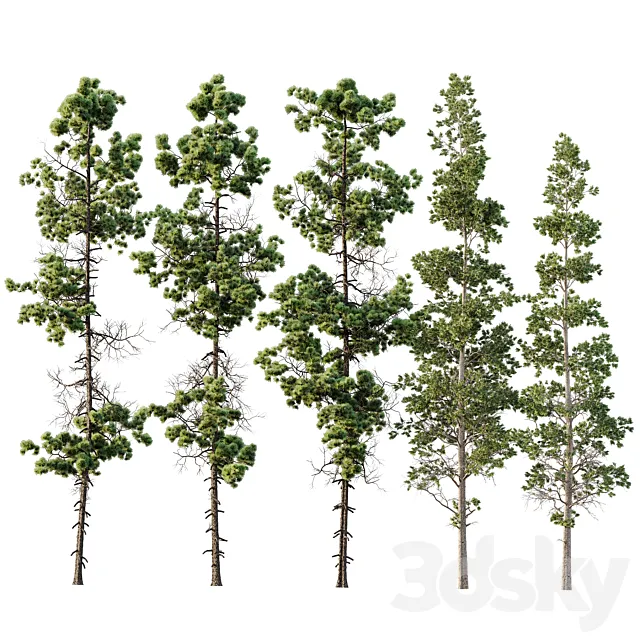 Pinus Palustris and Sphaeropteris Lepifera Free Download