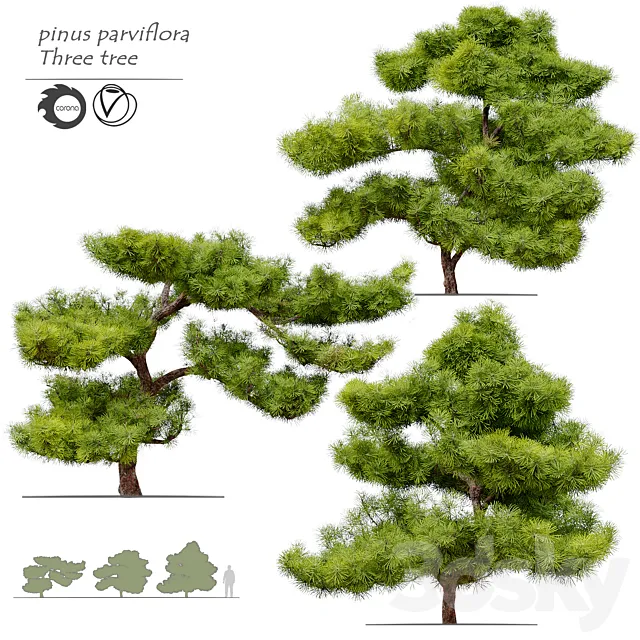pinus parviflora 3DModel