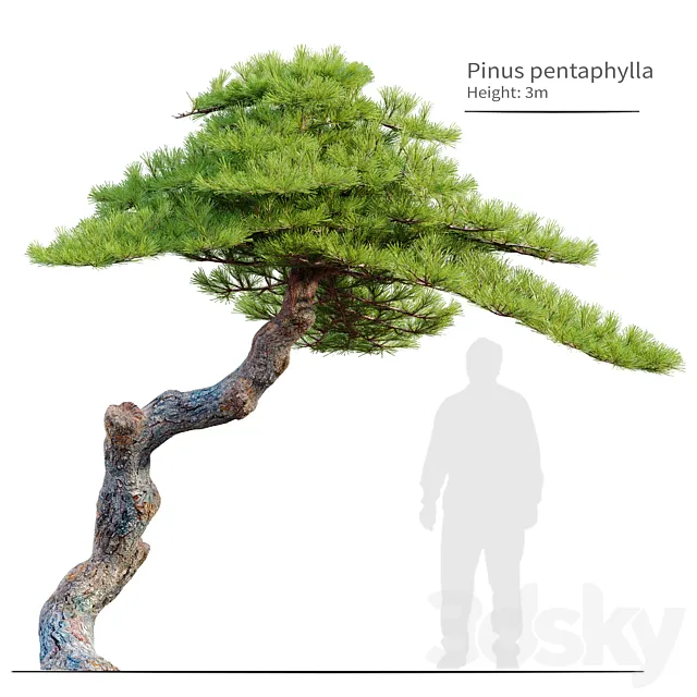 Pinus pentaphylla 3DModel