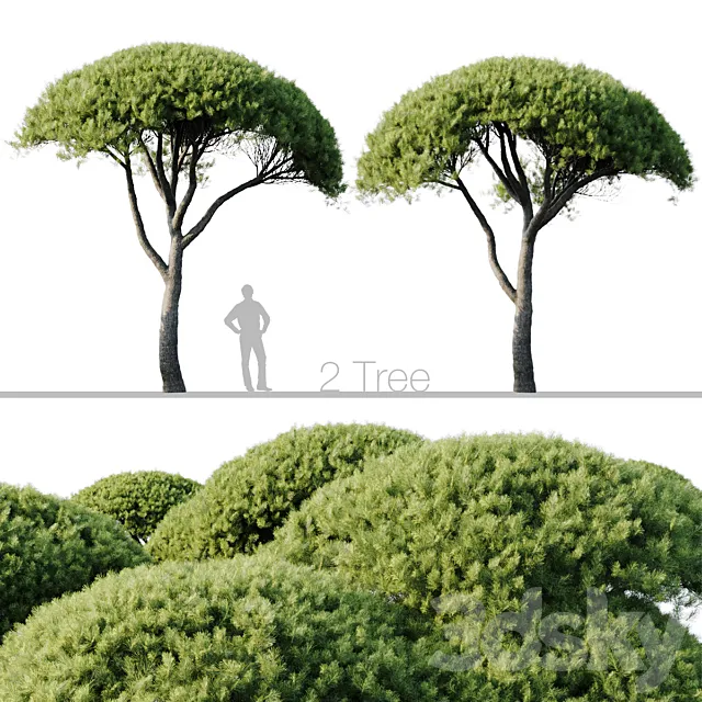 Pinus Pinea 13m and 12m 3D Model