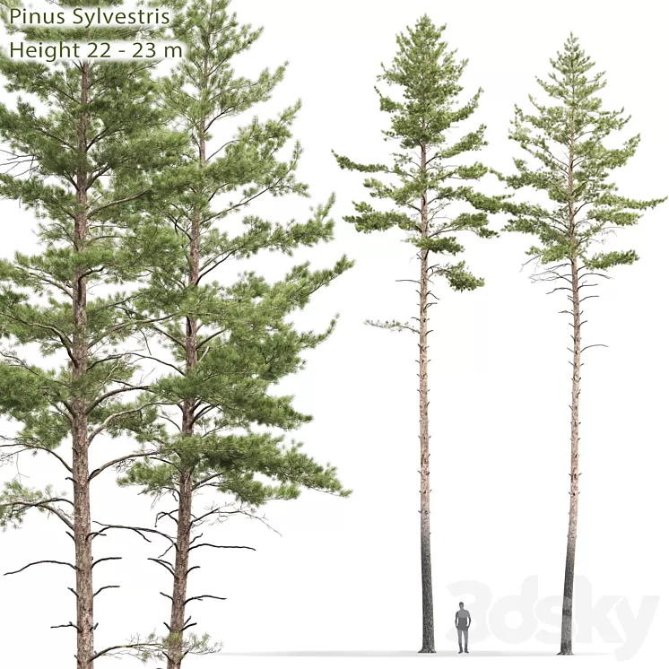 Pinus sylvestris # 10 (22-23m) 3D Model