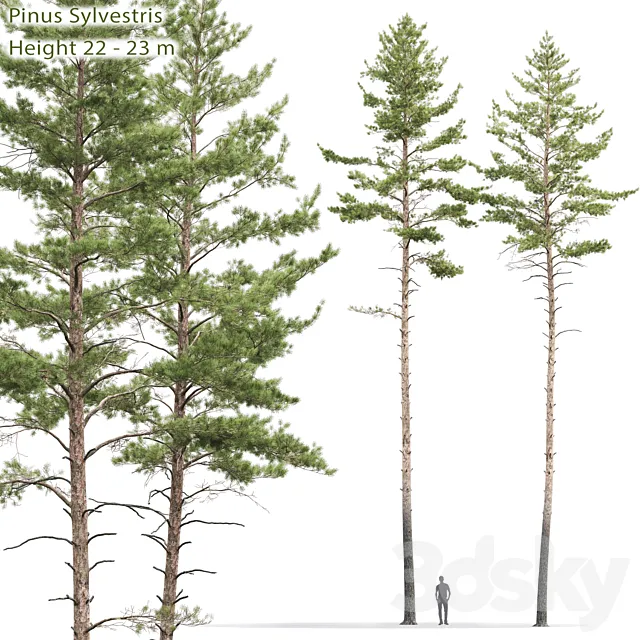 Pinus sylvestris # 10 (22-23m) 3DModel