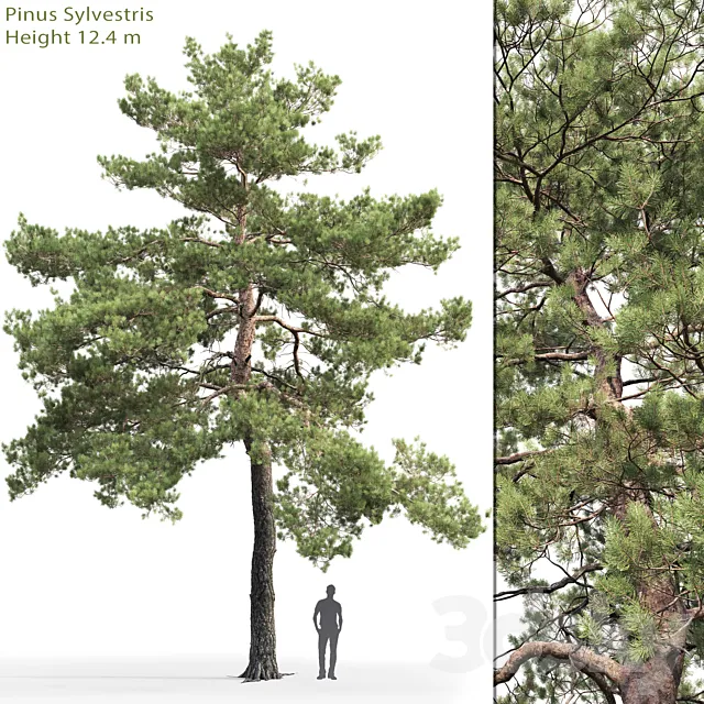 Pinus Sylvestris # 13 (12.4m) 3DModel