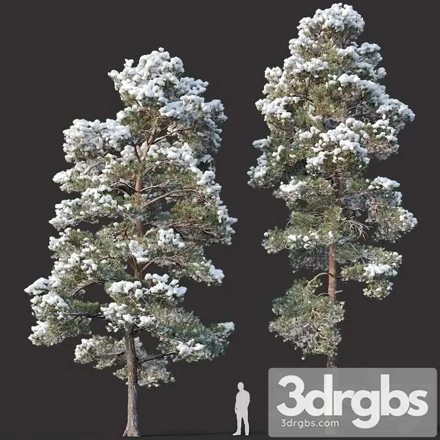 Pinus Sylvestris 15 H12 14m Two Winter Trees 3D Model Free