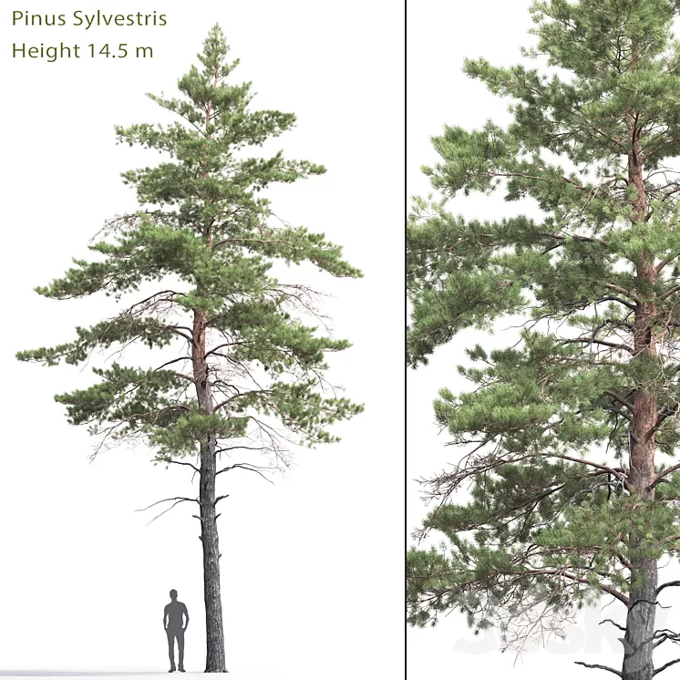 Pinus Sylvestris # 6 (14.5m) 3D Model
