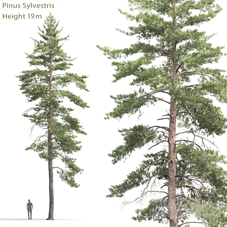 Pinus Sylvestris # 8 (19m) 3D Model