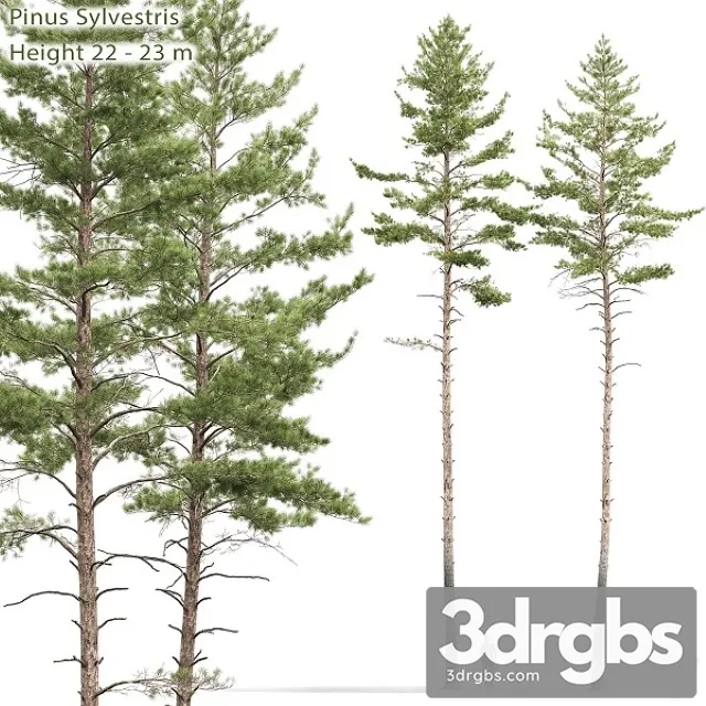 Pinus Sylvestris Tree 10 3D Model Free