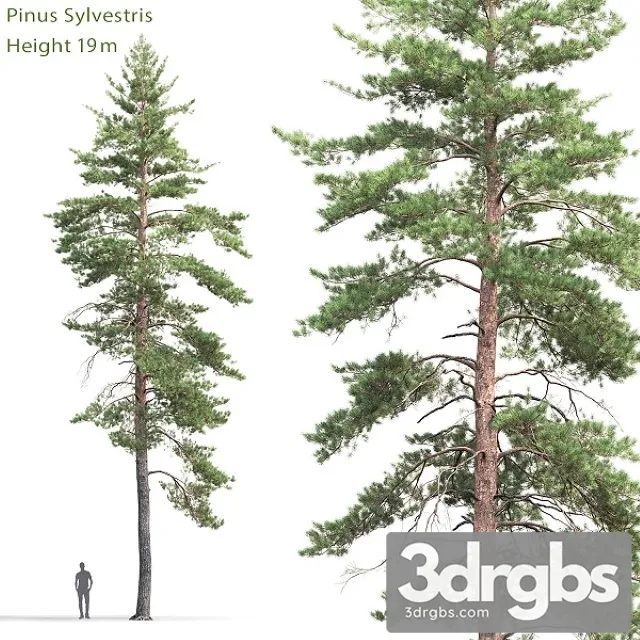 Pinus Sylvestris Tree 8 3D Model Free