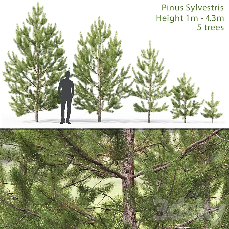 Pinus sylvestris young # 2 (1-4.3m) 3D Model