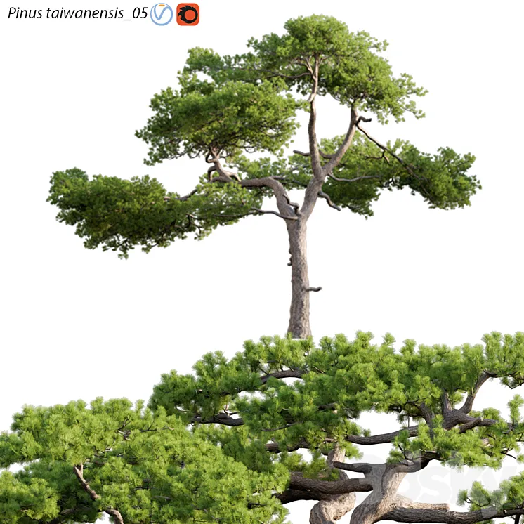Pinus taiwanensis | Taiwan red pine | Pine | 05 3D Model Free