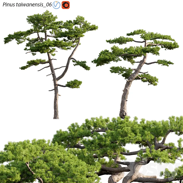 Pinus taiwanensis | Taiwan red pine | Pine | 06 3D Model Free