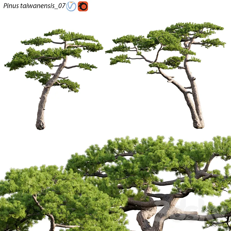 Pinus taiwanensis | Taiwan red pine | Pine | 07 3D Model Free