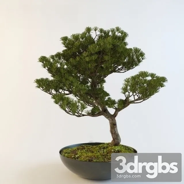 Pinus Thunbergii Bonsai 3D Model Free