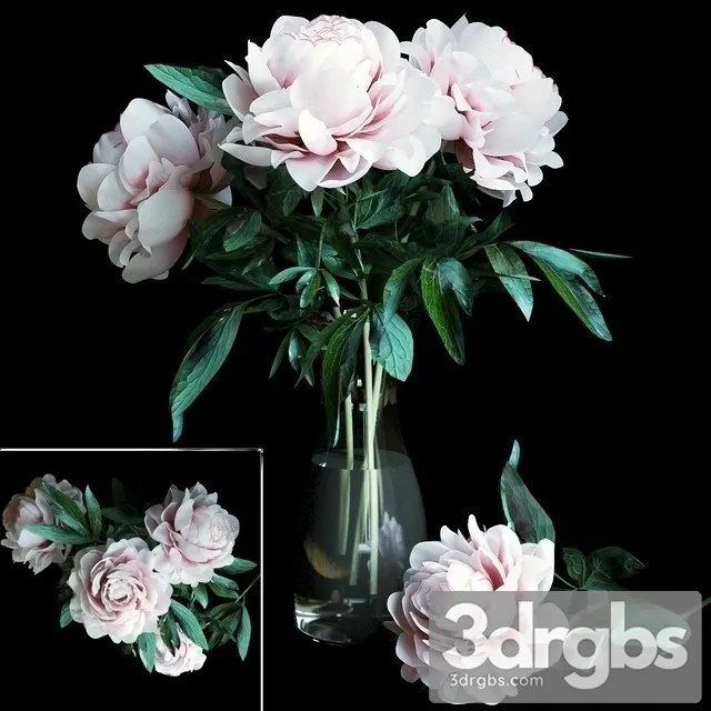 Pion Bouquet 3D Model Free