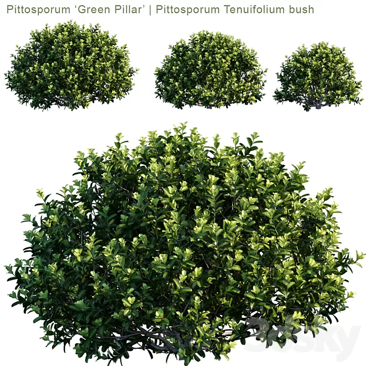 "Pittosporum ""Green Pillar"" | Pittosporum tenuifolium bush" 3D Model