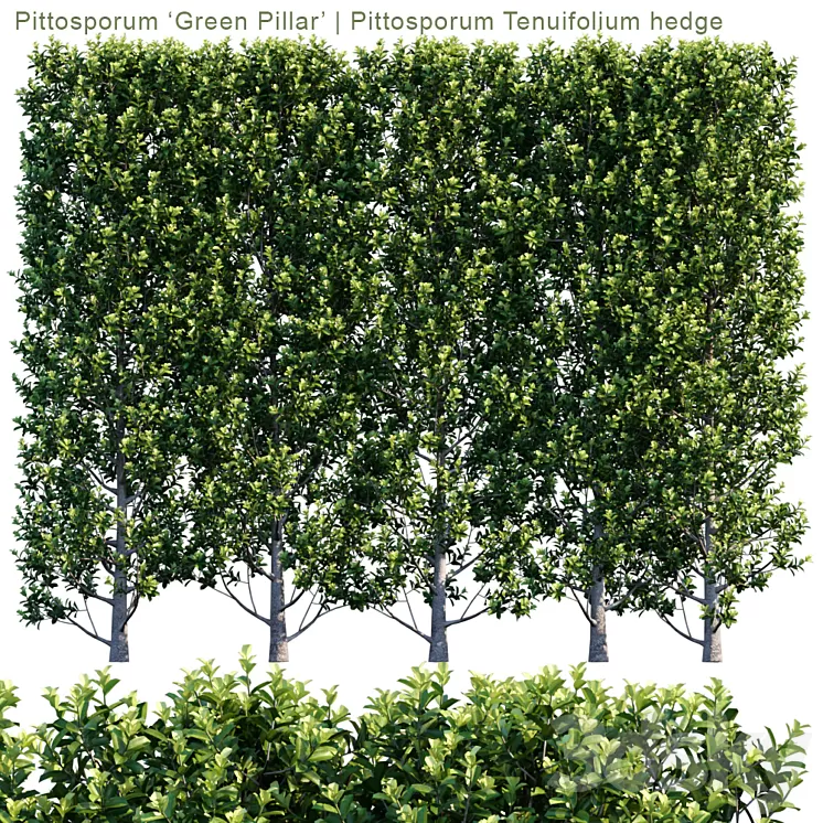 Pittosporum 'Green Pillar' | Pittosporum Tenuifolium hedge | 1m8 3D Model