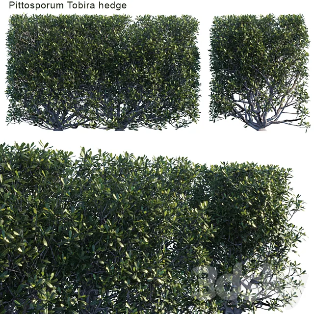 Pittosporum tobira hedge 3D Model