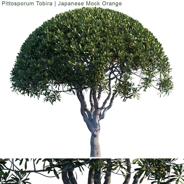 Pittosporum Tobira Japanese Mock Orange 3D Model