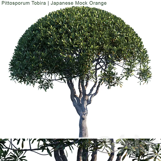 Pittosporum Tobira | Japanese Mock Orange 3D Model