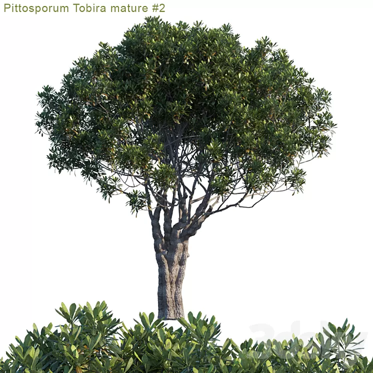 Pittosporum Tobira mature # 2 3D Model