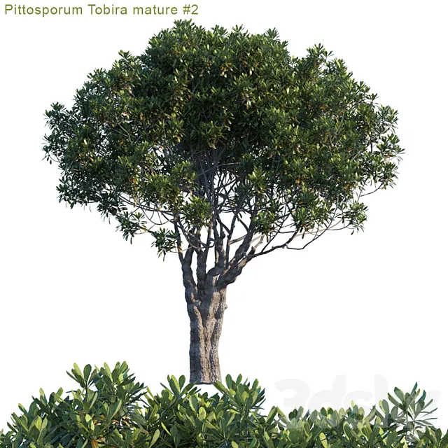 Pittosporum Tobira mature # 2 3DModel