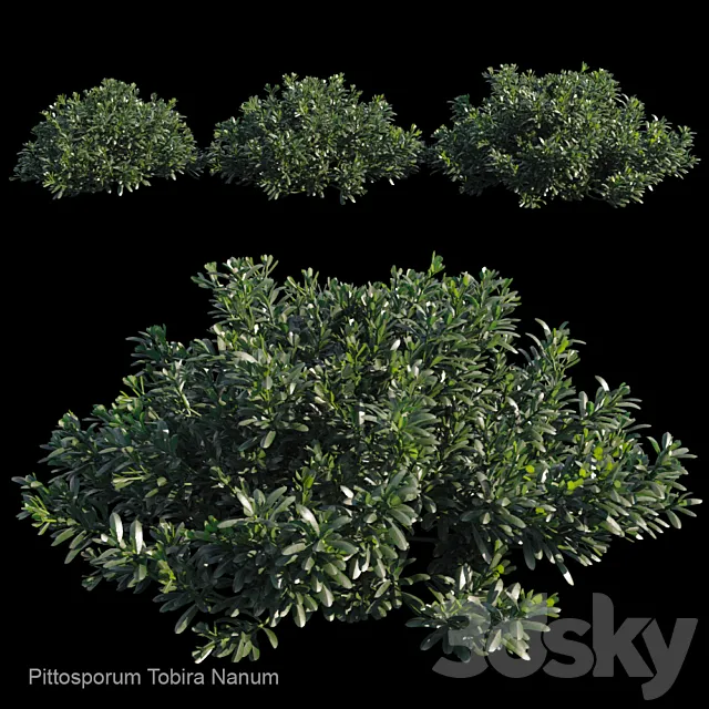 Pittosporum tobira nanum 3D Model