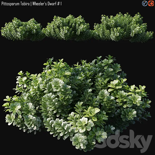 Pittosporum Tobira | Wheeler's Dwarf # 1 3D Model