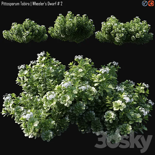 Pittosporum Tobira | Wheeler's Dwarf # 2 3D Model