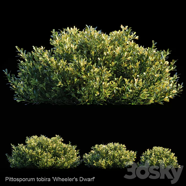 Pittosporum Tobira | Wheeler's dwarf 3D Model